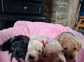 Beautiful Cockapoo Puppies For Sale