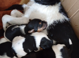 Beautiful Jack Russel pups for sale
