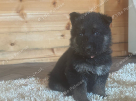 Kc registered German shepherd puppies
