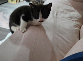 3 kittens
