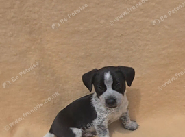 ** OUTSTANDING Jack russell terrier pups **