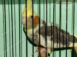 Cockatiel