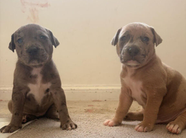 Looking for forever home