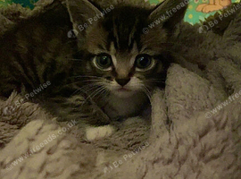 Tabby kitten