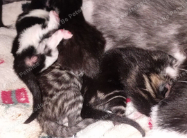 Bengel tuxedo mix