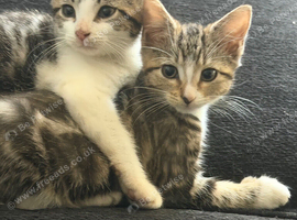 Beautiful kittens ready for forever homes