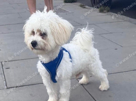 Bichon frise boy for sale