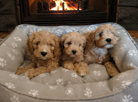 Cavapoo puppys