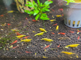 10 Mixed colours shrimps