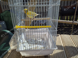 Fife canary and cage