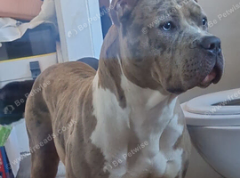 Beautiful merl classic bully