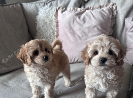 Ready now Cavapoochon pups