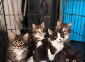 5 bengal kittens