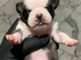 Rare panda pug puppies