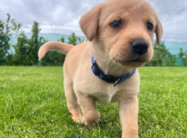 8 beautiful puppies