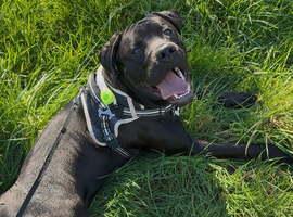 13 month old lab x Blue bulldog