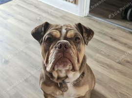 Old Tyme Bulldog