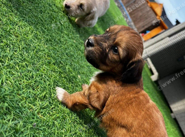 long haired miniature dachshund