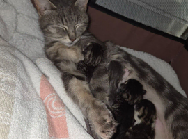 Beautiful litter of kittens