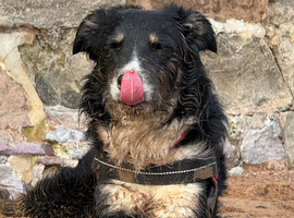 Wanted border collie