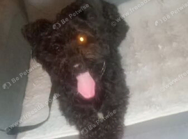 Stunning boy yorkipoo