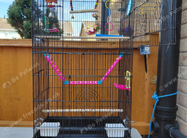 2 budgies for sale.