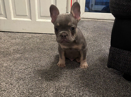 Beautiful French Bull Dog Puppy