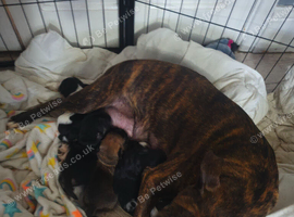 Staffordshire Cross frenchie