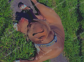 Male staff 3 years old