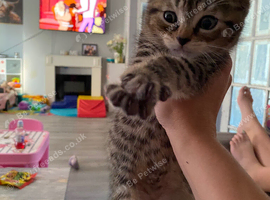 Last beautiful kitten