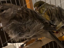 Frill canary