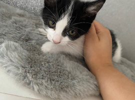 Beautiful male kitten