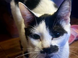 This is Speckle, she's 9 months old and is seeking her forever home