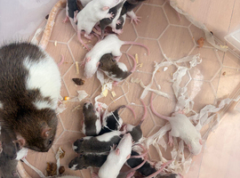 Beautiful baby rats