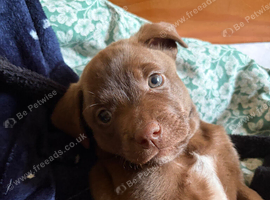 Lovely boy puppy