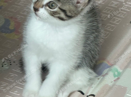 2 kittens