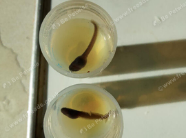 Wanted Tadpoles Any Considered
