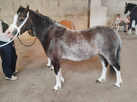 Registered Welsh Section A Mare