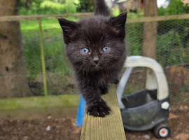 Two kittens looking for a home
