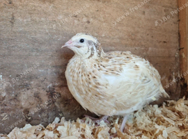4x Beautiful Corturnix Quail Hens