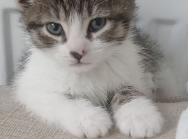 5 cute kittens