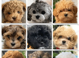F1B Female Maltipoo Puppy Wanted