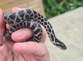 Four-line Snake for sale