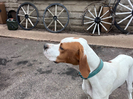 ONE YEAR OLD ENGLISH POINTER