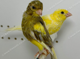 Beautiful pair of raza canaries for sale