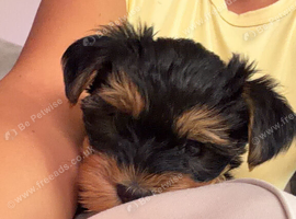 Yorkshire terrier puppy girl