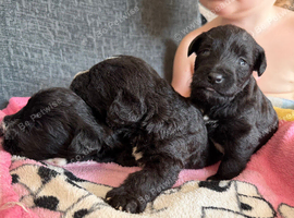 3 Bedlington cross puppies