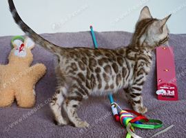 Gorgeous Bengal Girl Kitten