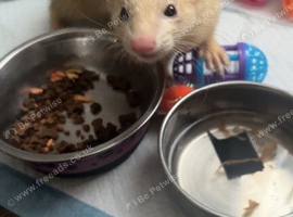 Two ferrets one girl one boy need gone pls