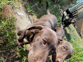 1 little labrador girl left. 5 months old